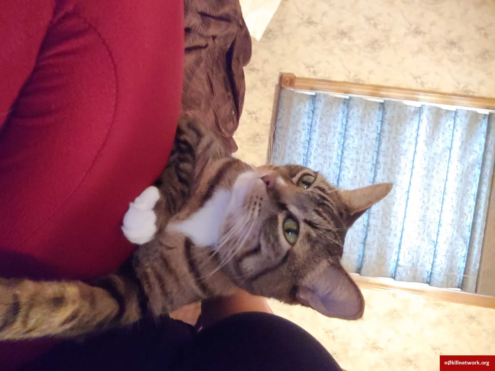 Lost cat in Derby, KS, 67037