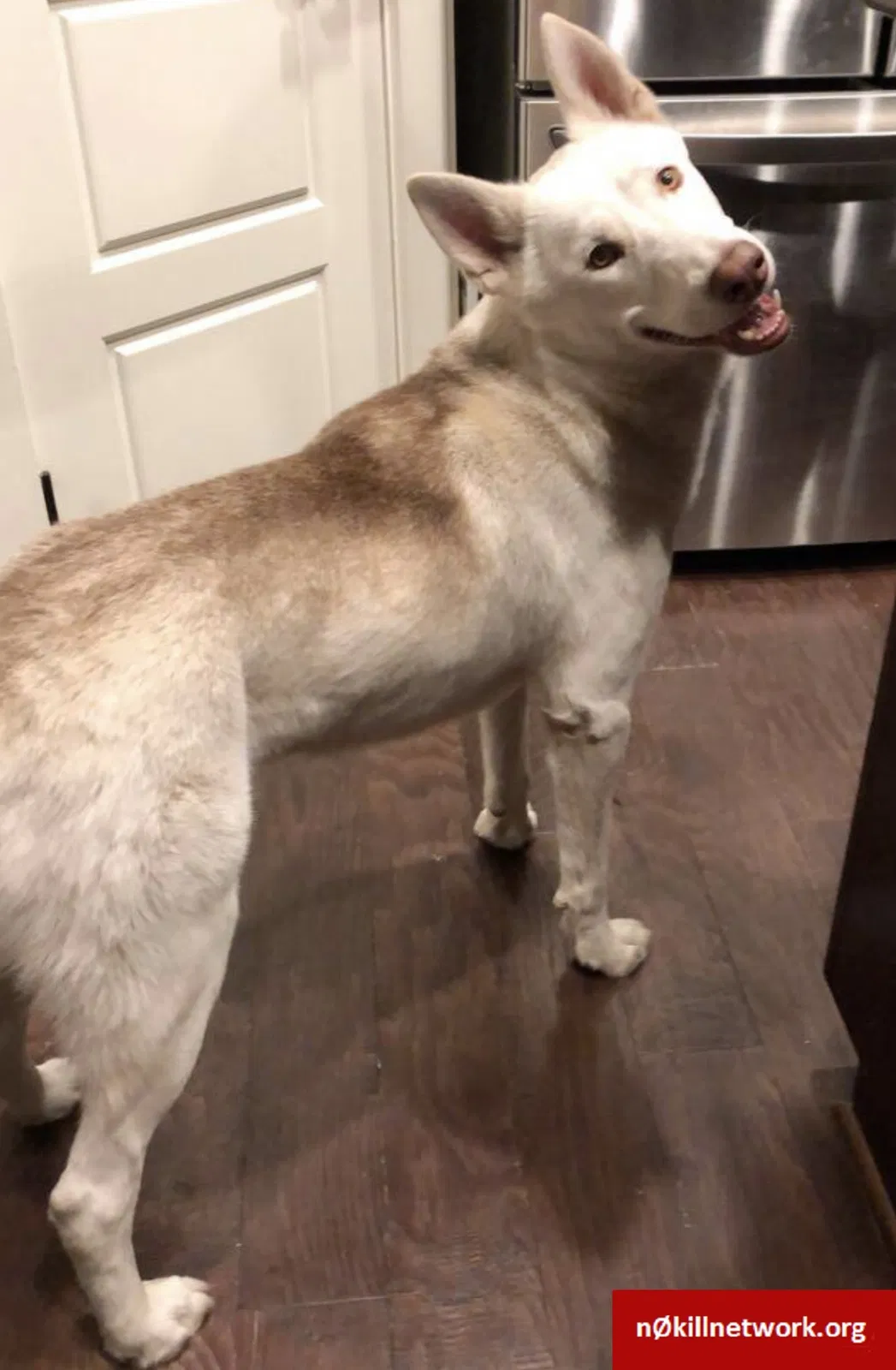 Lost dog in Austin, TX, 78741