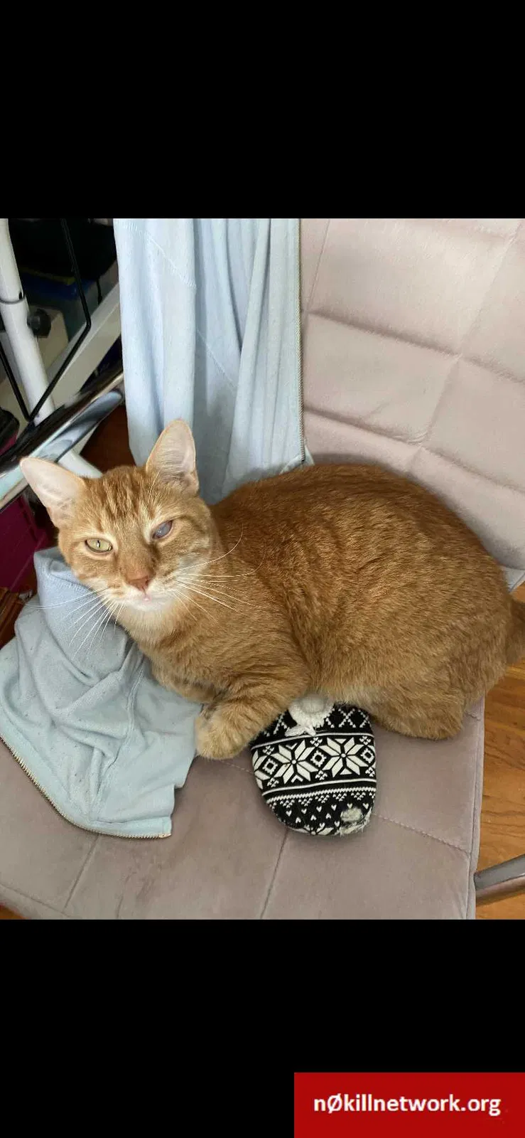 Lost cat in Saint Louis, MO, 63126