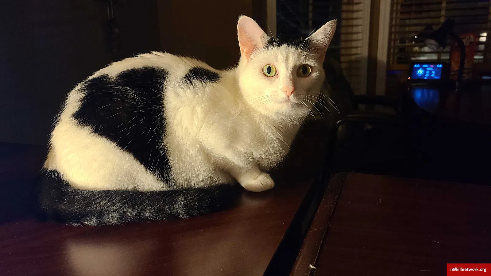 Lost cat in Clinton Township, MI, 48038