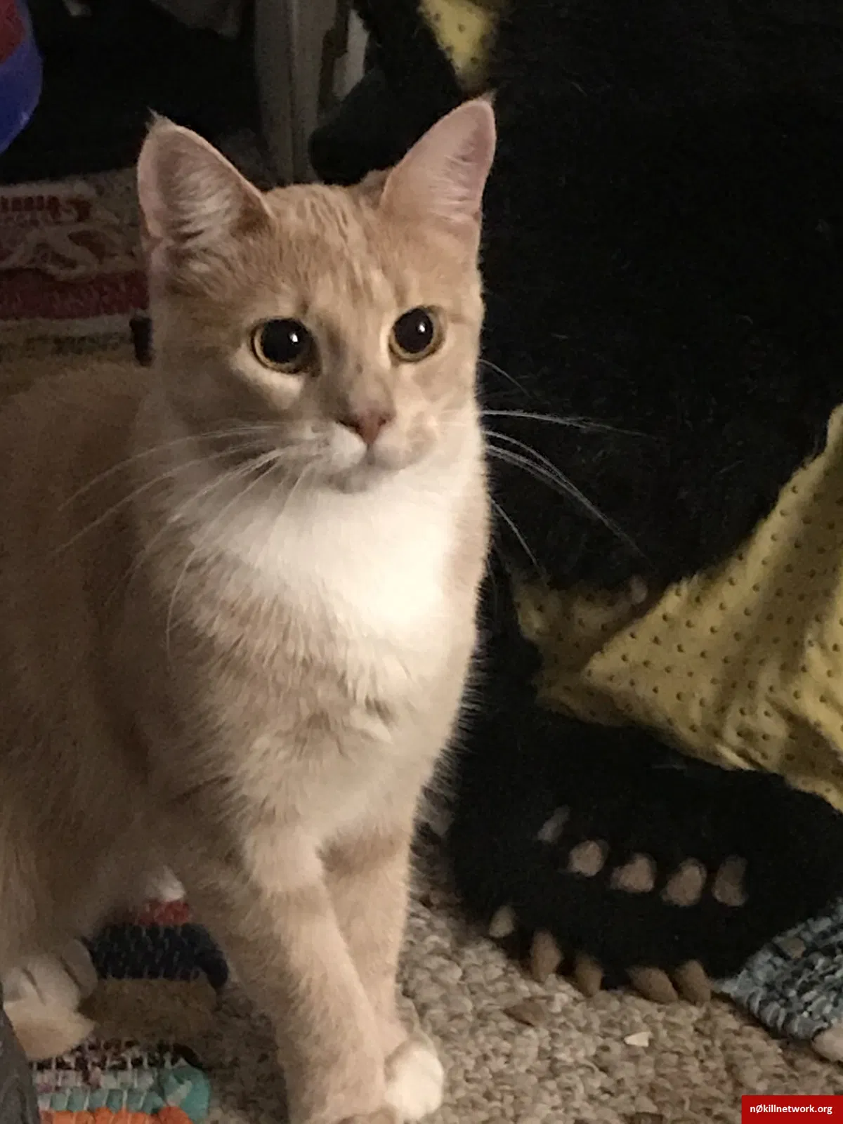 Lost cat in Heath, OH, 43056