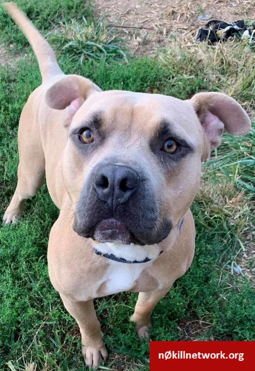 Lost dog in Pataskala, OH, 43062