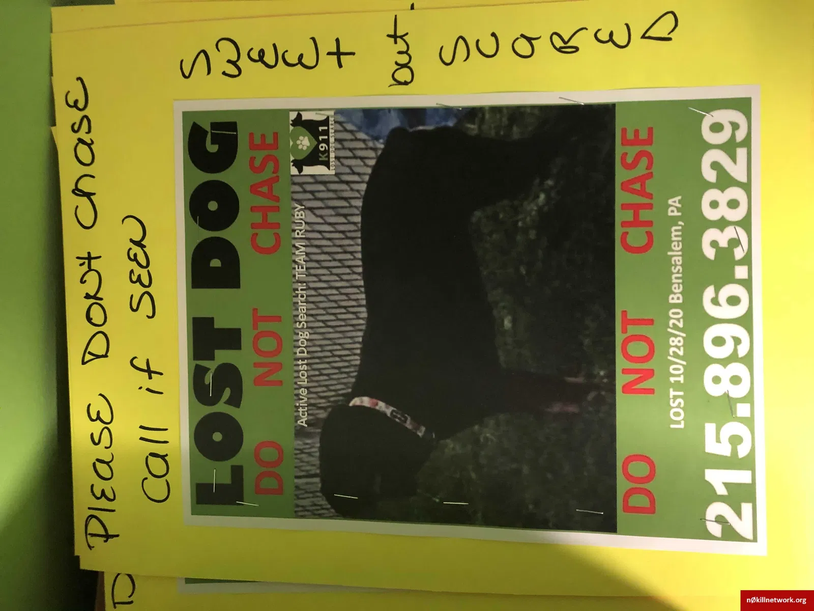 Lost dog in Bensalem, PA, 19020