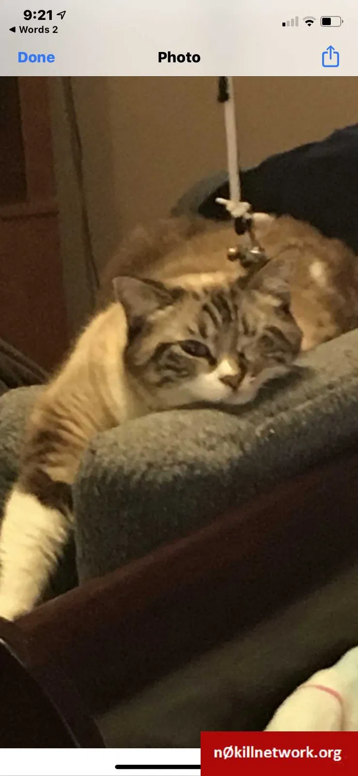 Lost cat in Pensacola, FL, 32526