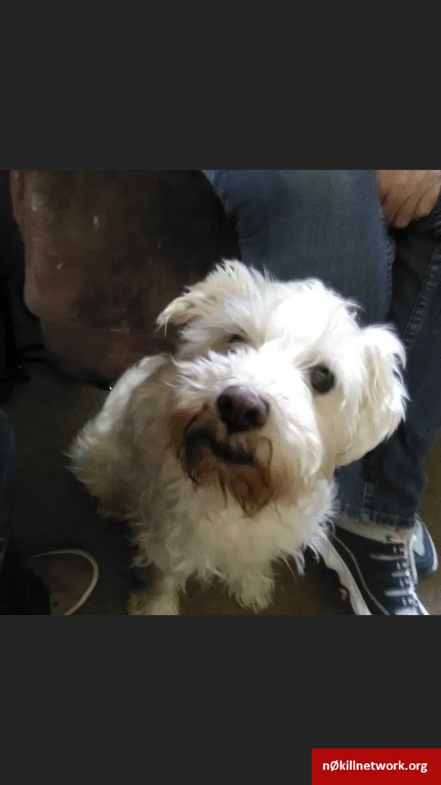 Lost dog in Sun Valley, NV, 89433