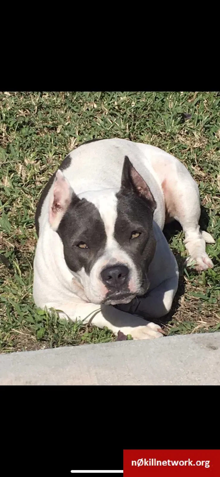 Lost dog in Homestead, FL, 33032