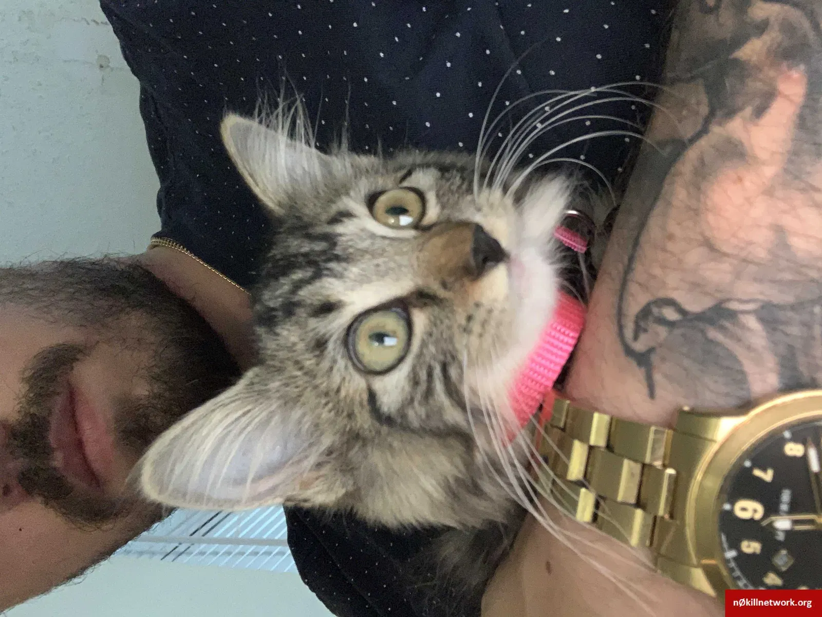 Lost cat in Palm Bay, FL, 32909