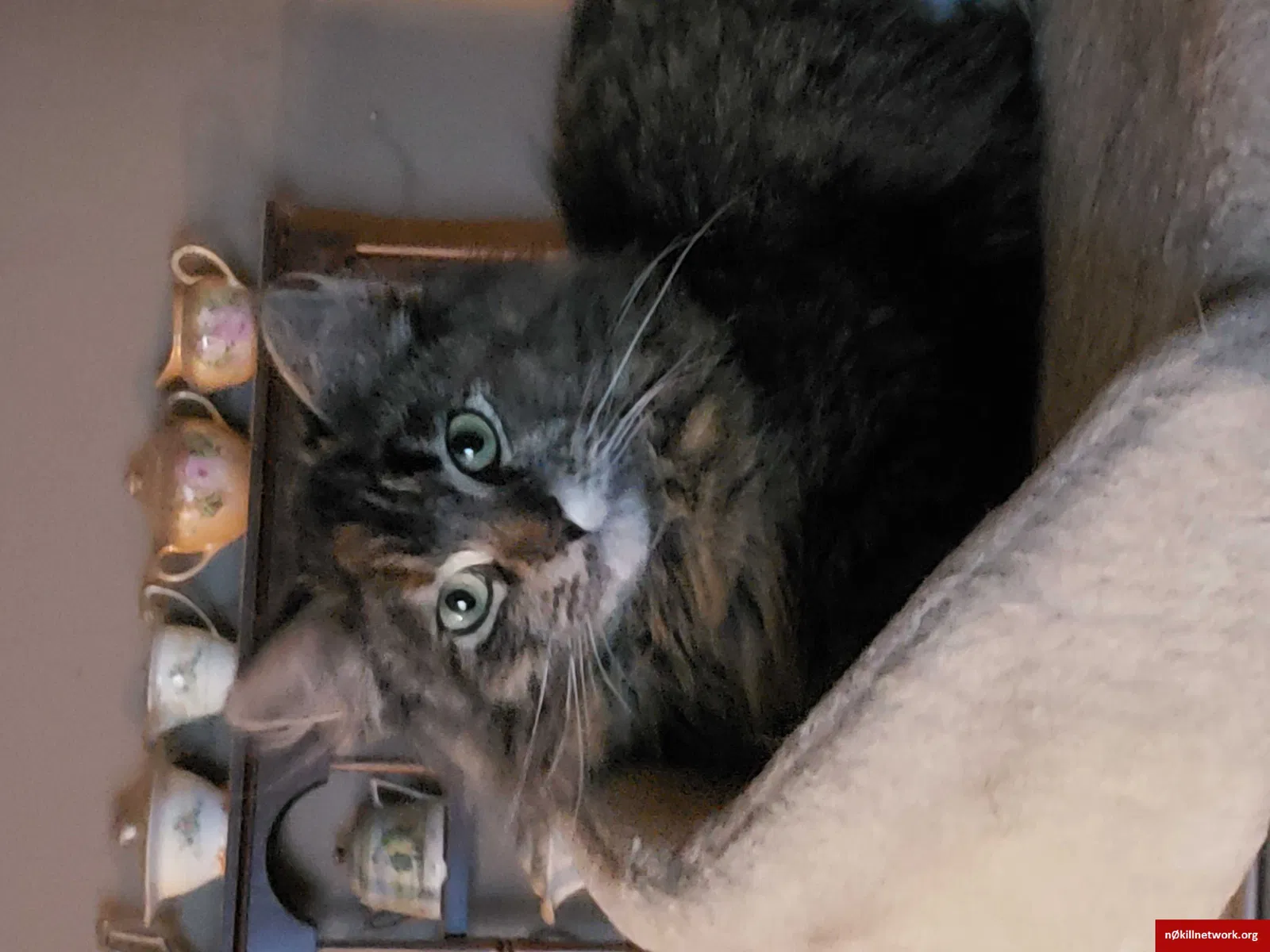 Lost cat in South Bend, IN, 46614