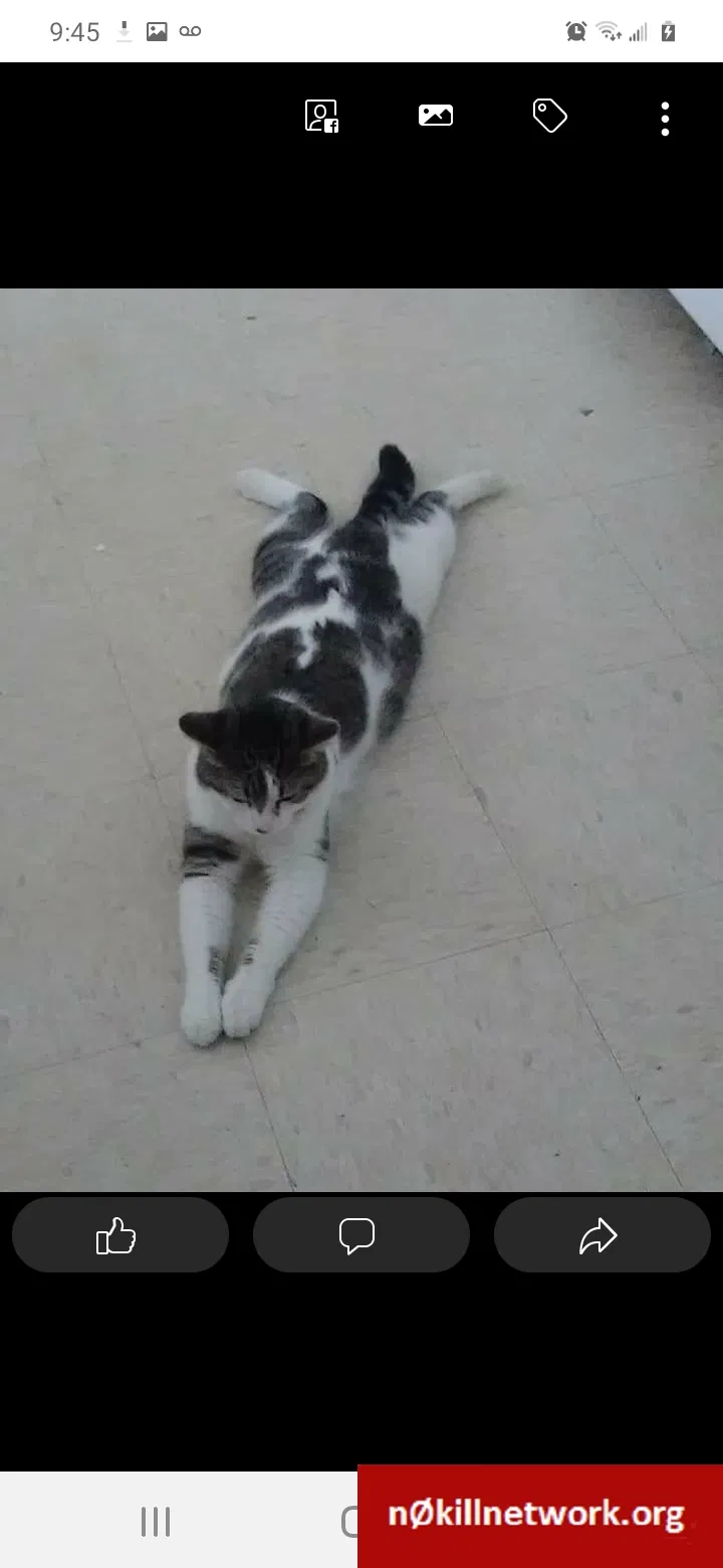 Lost cat in Evansville, WI, 53536