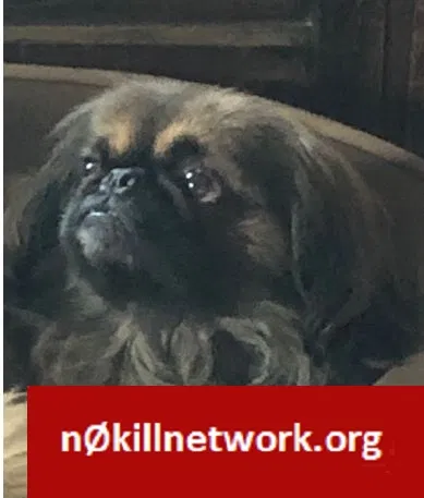 Lost dog in Columbus, MS, 39701