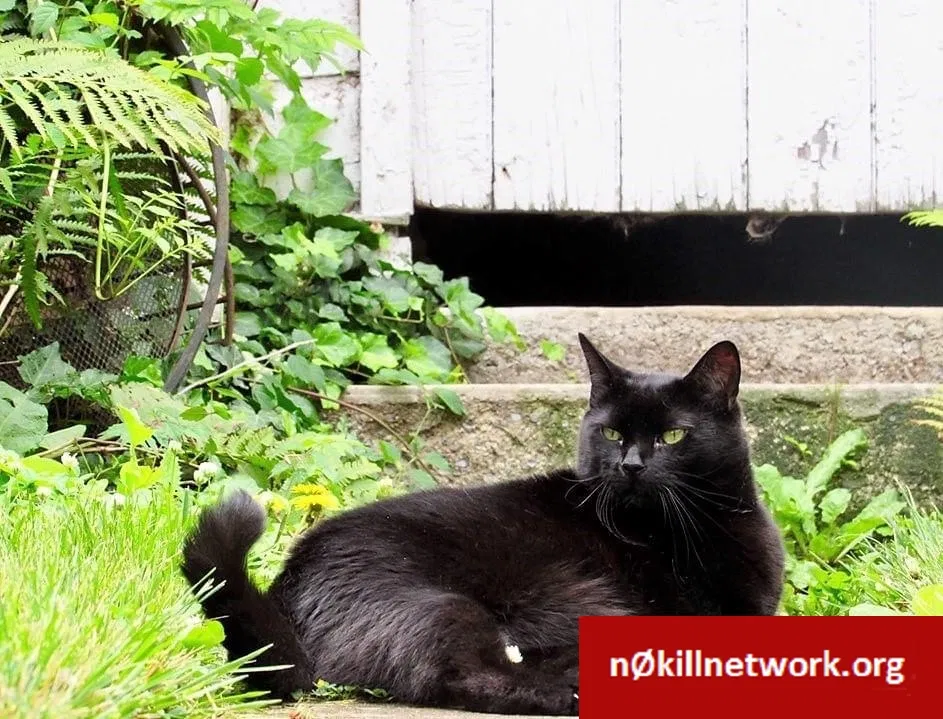 Lost cat in Mechanicsburg, PA, 17050