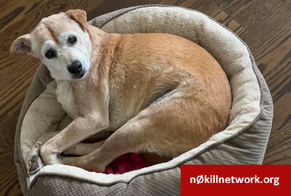Lost dog in Oakland, TN, 38060