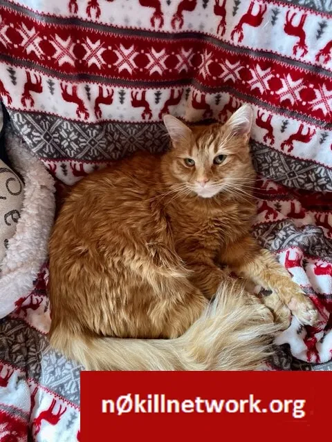 Lost cat in Voluntown, CT, 6384