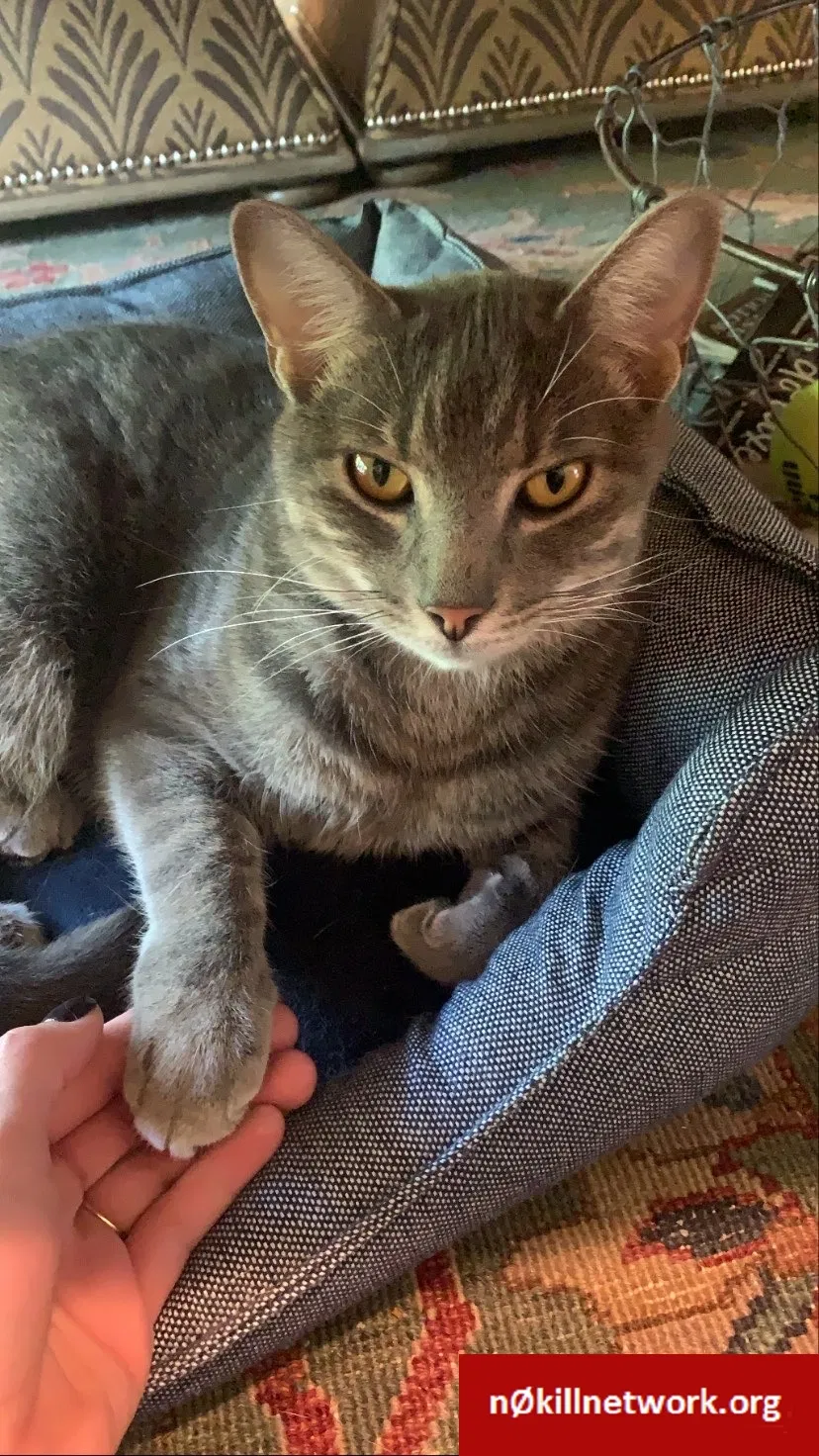 Lost cat in Beaumont, TX, 77706