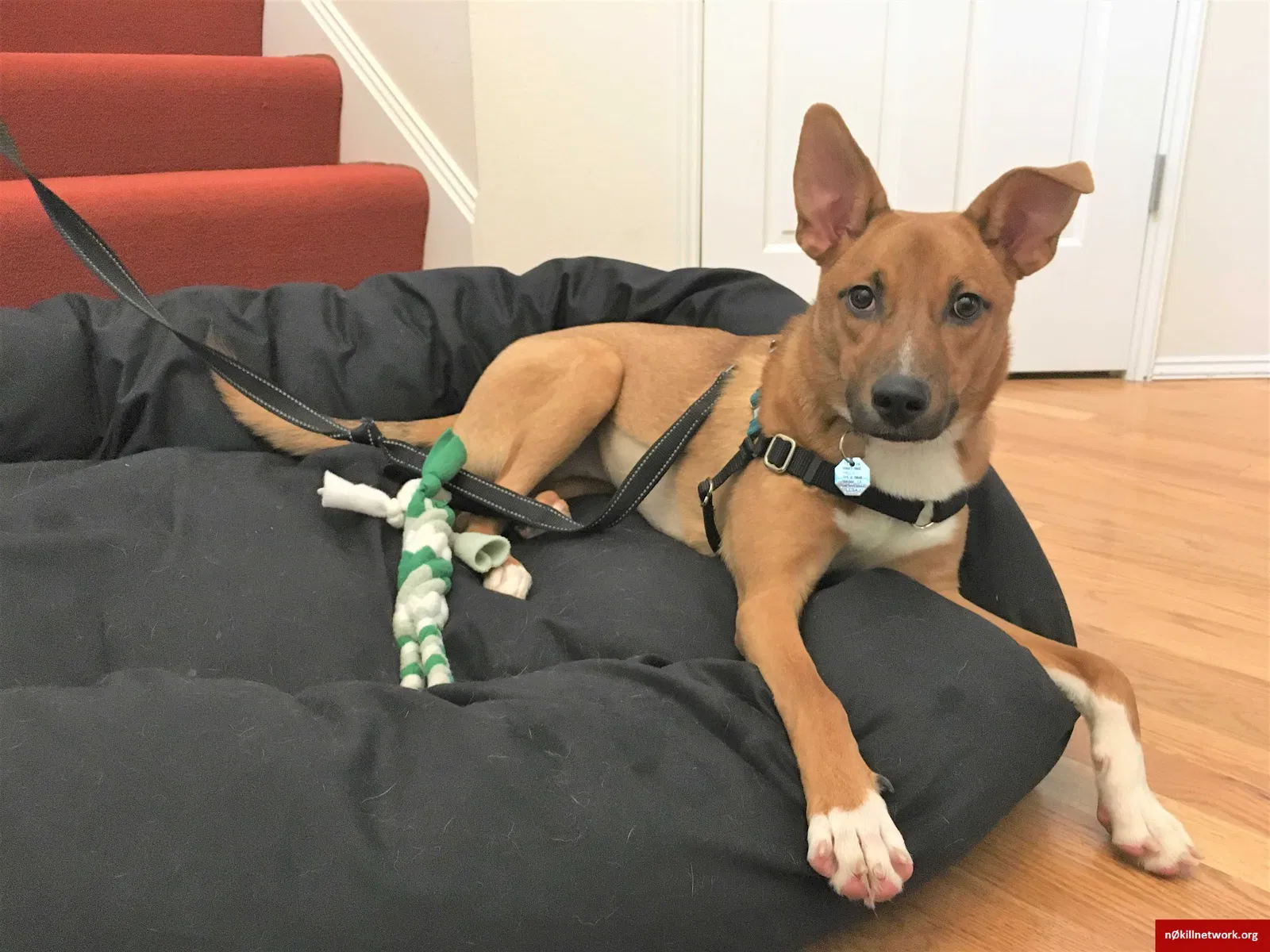 Lost dog in Bellevue, WA, 98007
