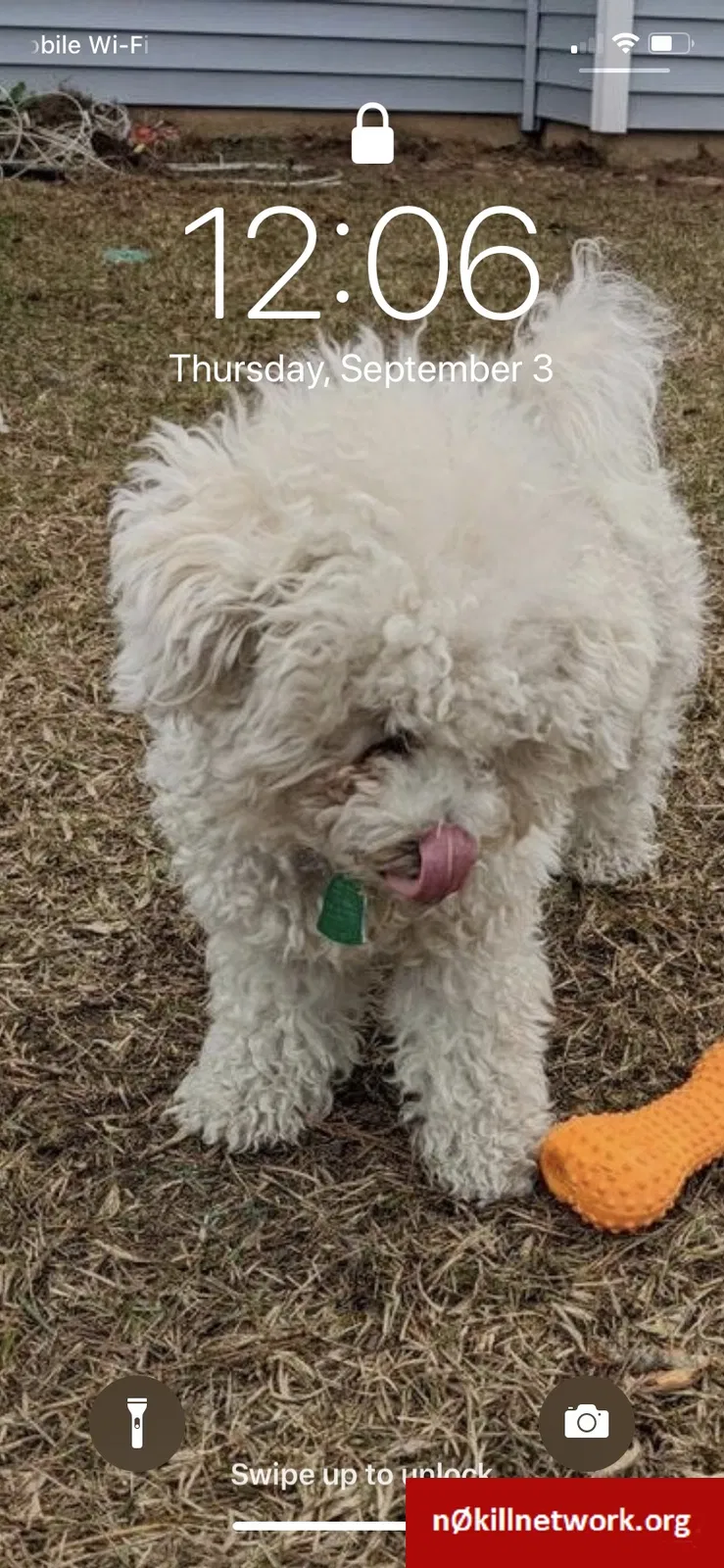 Lost dog in Charleston, SC, 29403