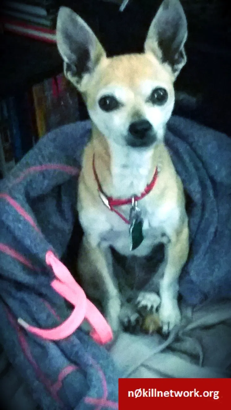 Lost dog in Albuquerque, NM, 87105