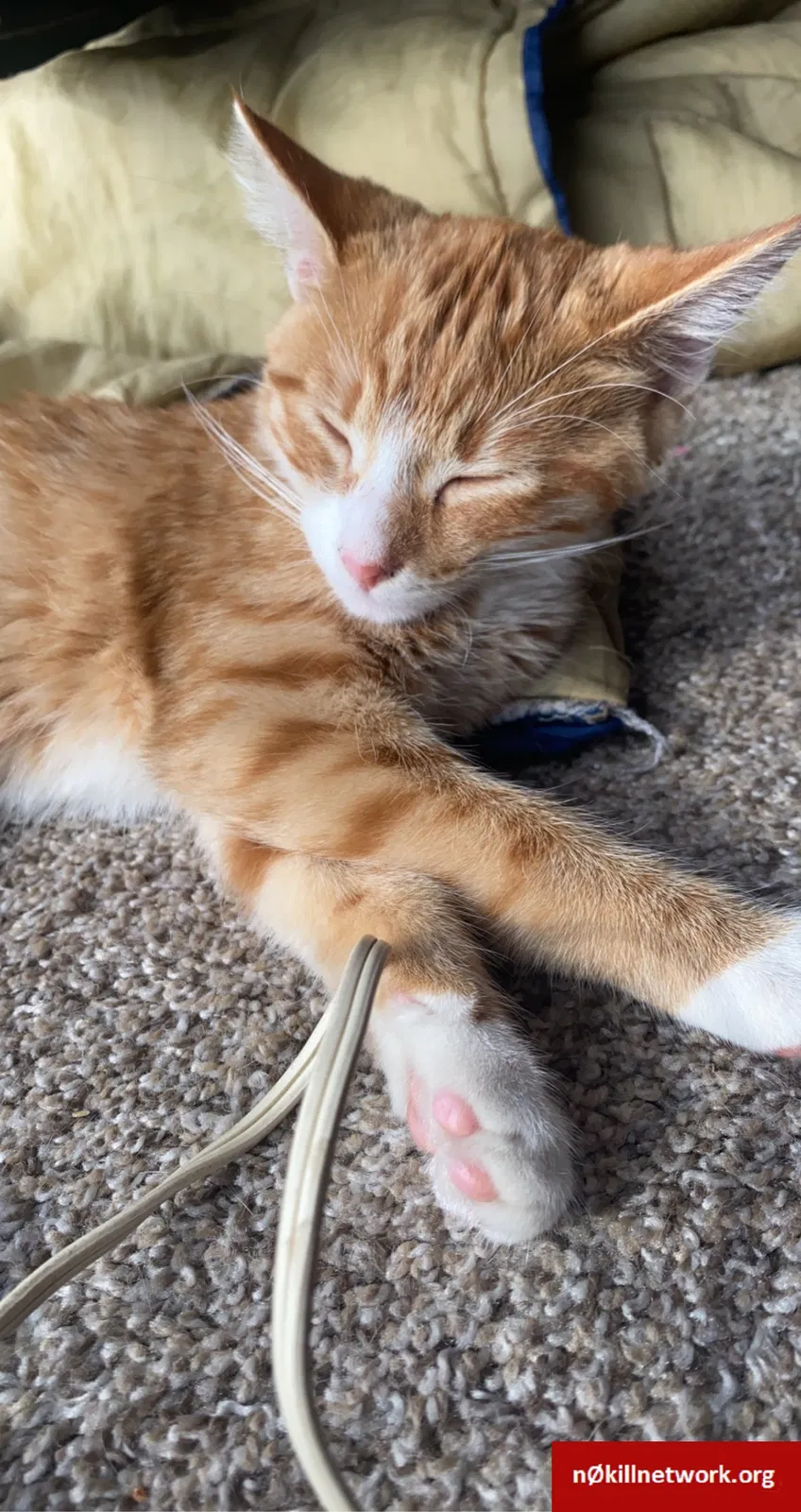 Lost cat in Fargo, ND, 58104