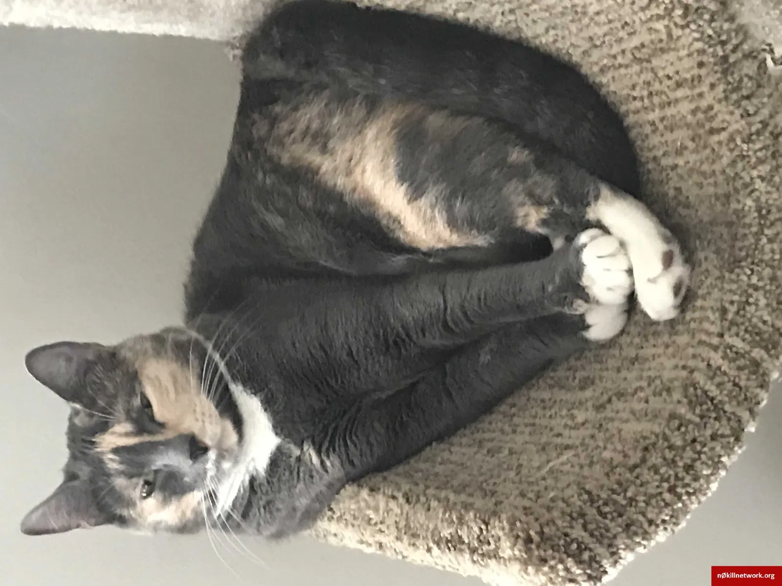 Lost cat in Bellingham, WA, 98226