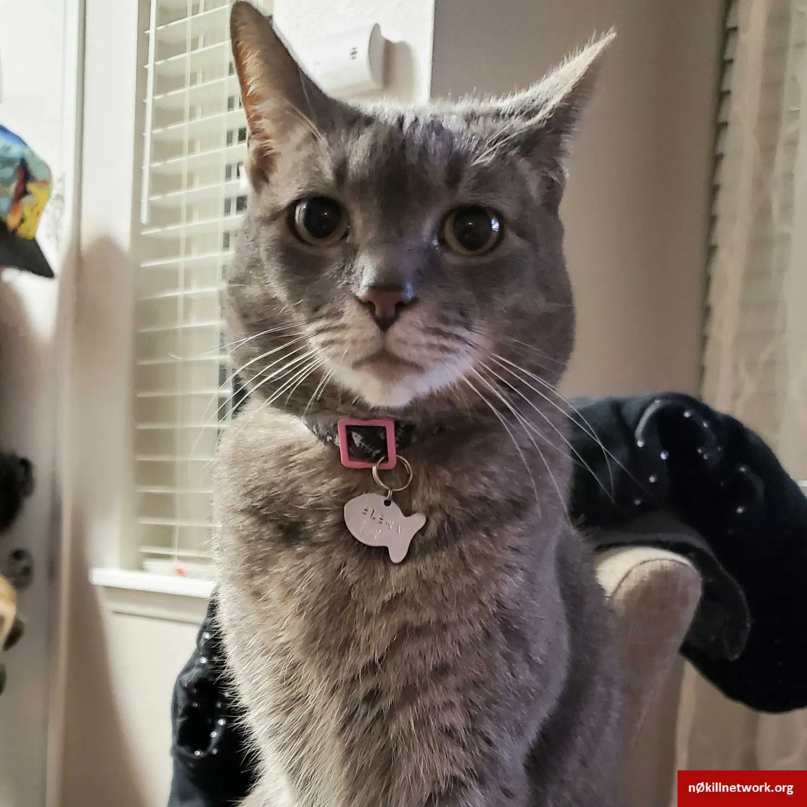 Lost cat in Silverdale, WA, 98383