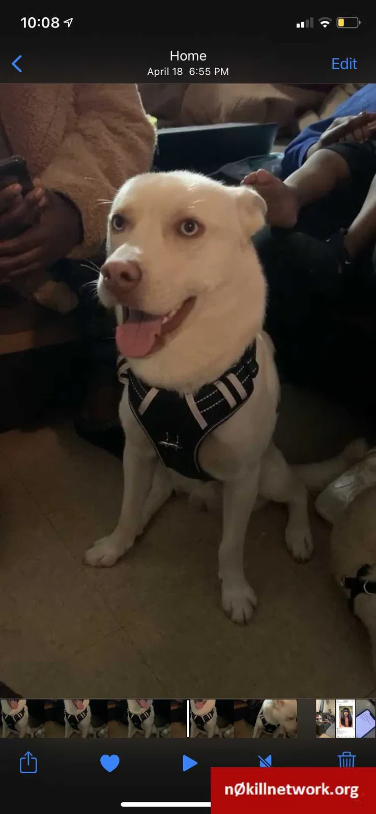 Lost dog in Brooklyn, NY, 11234