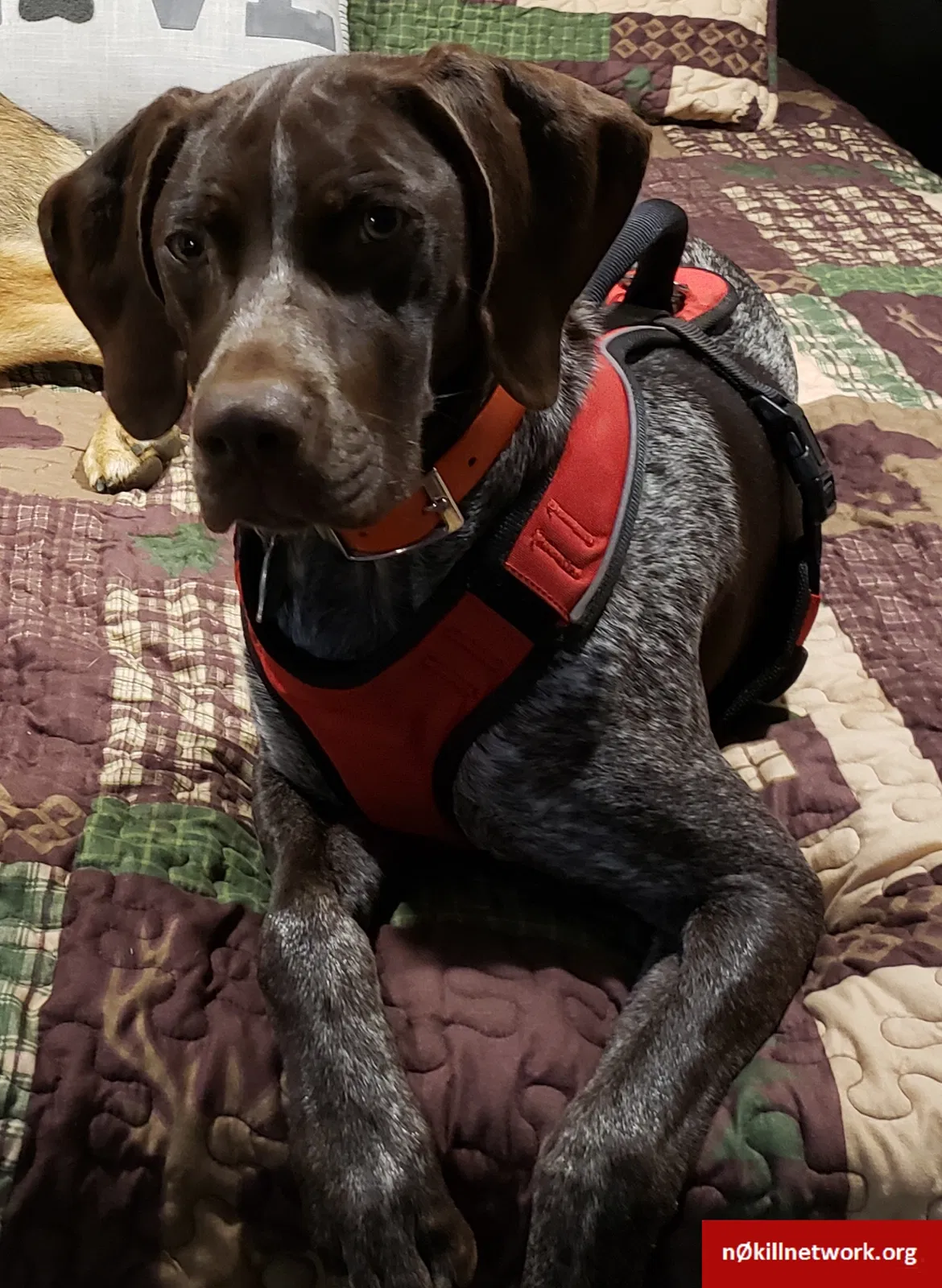 Lost dog in Shelton, WA, 98584