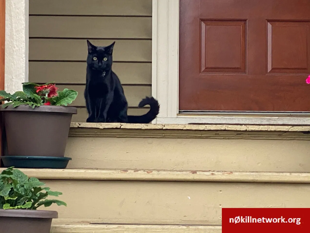 Lost cat in Tacoma, WA, 98406