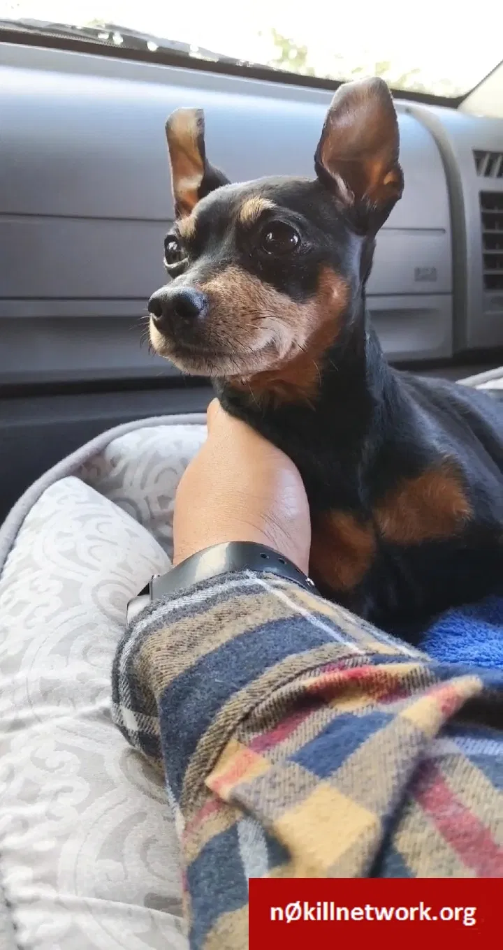 Lost dog in Portland, OR, 97206
