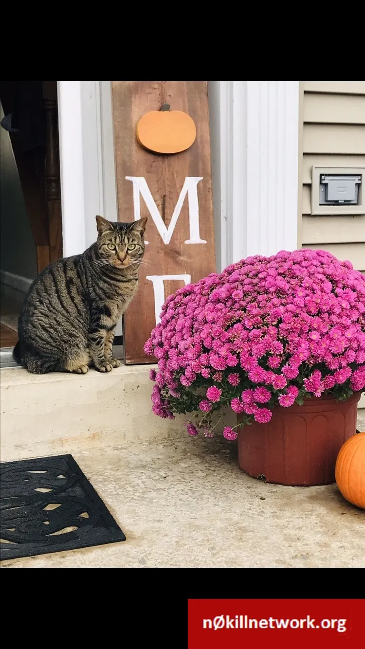 Lost cat in Bellefonte, PA, 16823