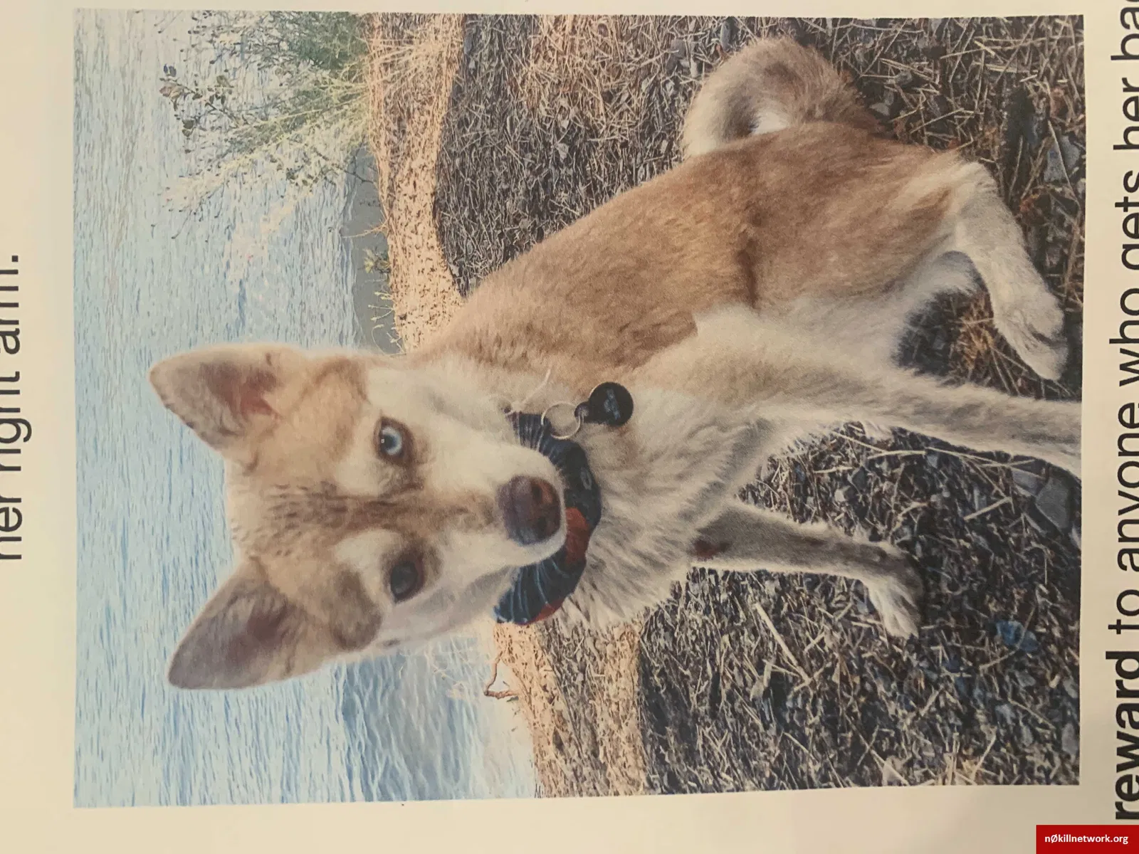 Lost dog in Coeur D Alene, ID, 83814