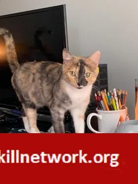 Lost cat in Sawyer, MI, 49125