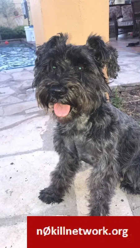 Lost dog in El Paso, TX, 79911