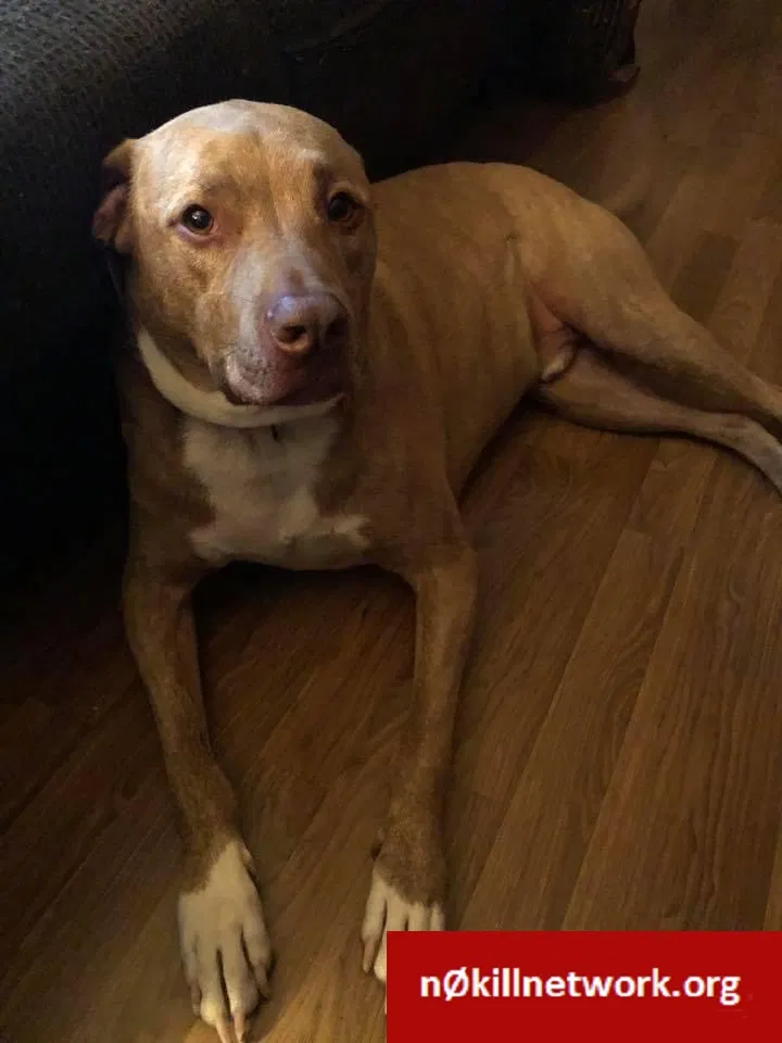 Lost dog in Dittmer, MO, 63023