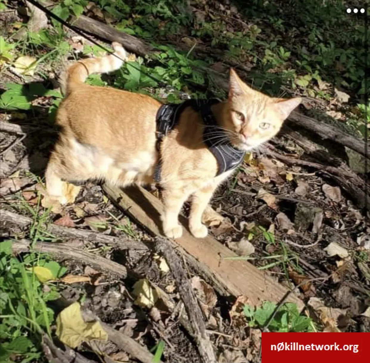 Lost cat in Toledo, OH, 43611