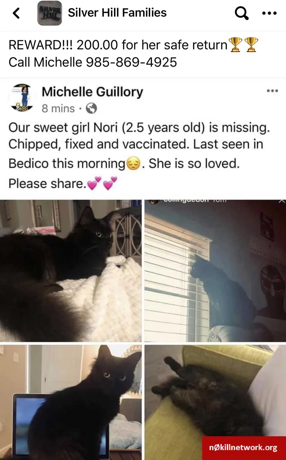 Lost cat in Ponchatoula, LA, 70454
