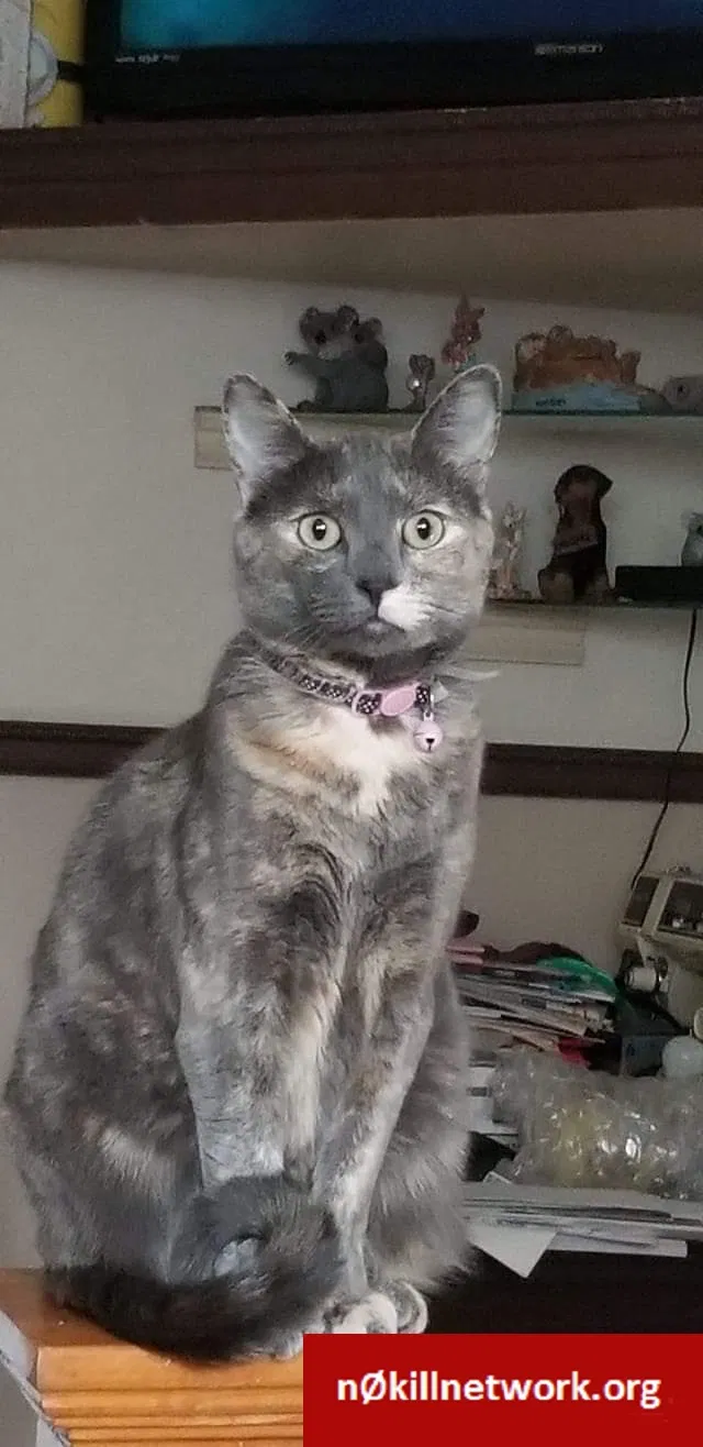 Lost cat in Sacramento, CA, 95823