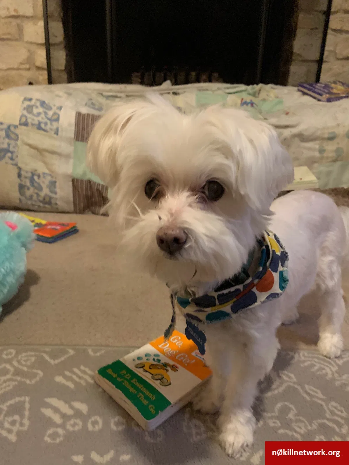 Lost dog in Pflugerville, TX, 78660