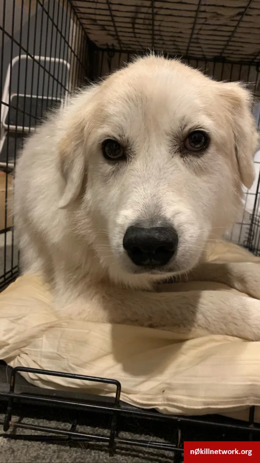 Found dog in Marietta, GA, 30062