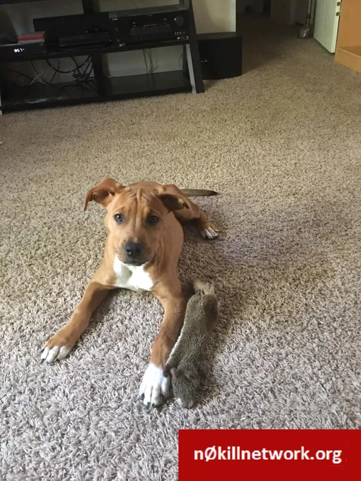 Lost dog in Sebring, FL, 33870