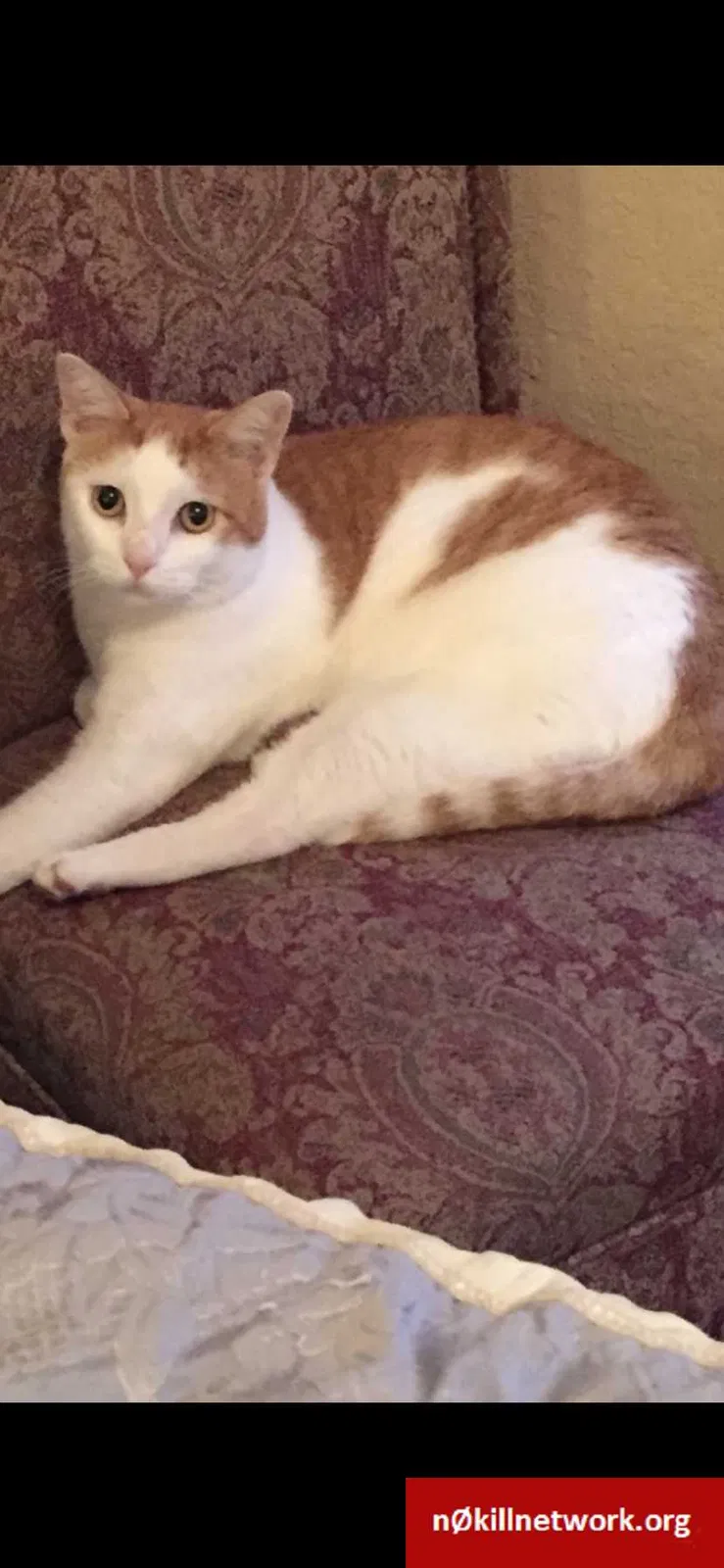 Lost cat in Oklahoma City, OK, 73162