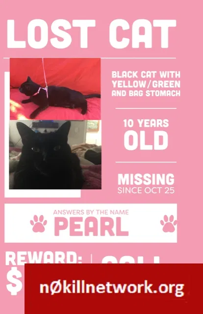Lost cat in Vallejo, CA, 94589