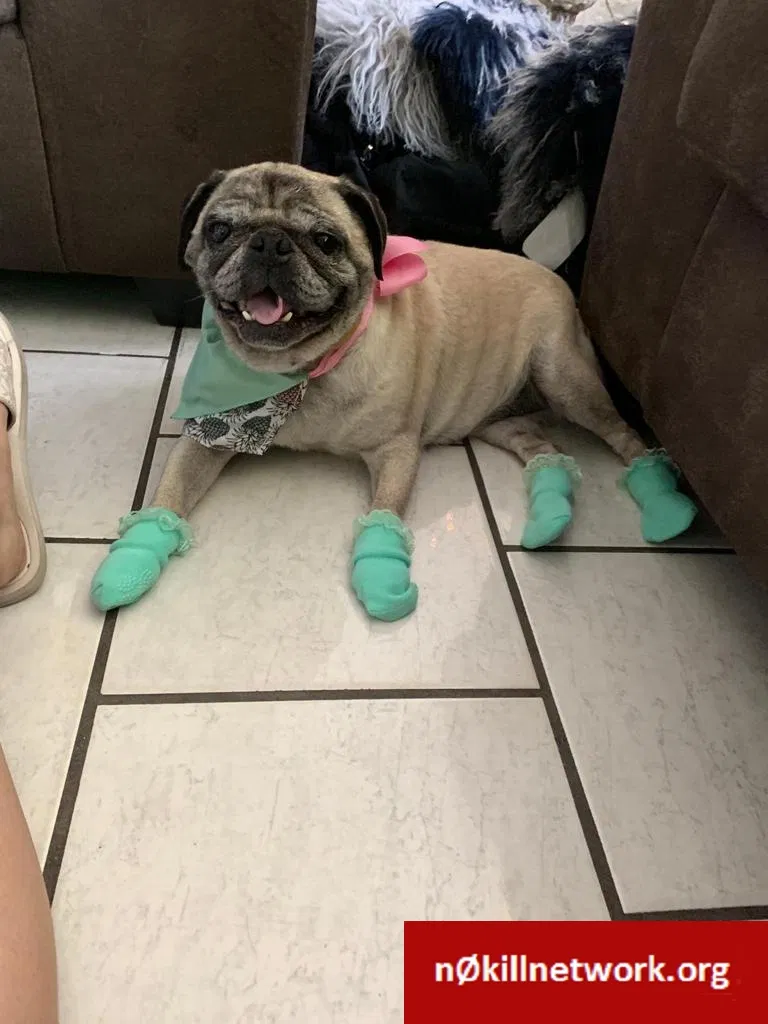 Lost dog in Tucson, AZ, 85714
