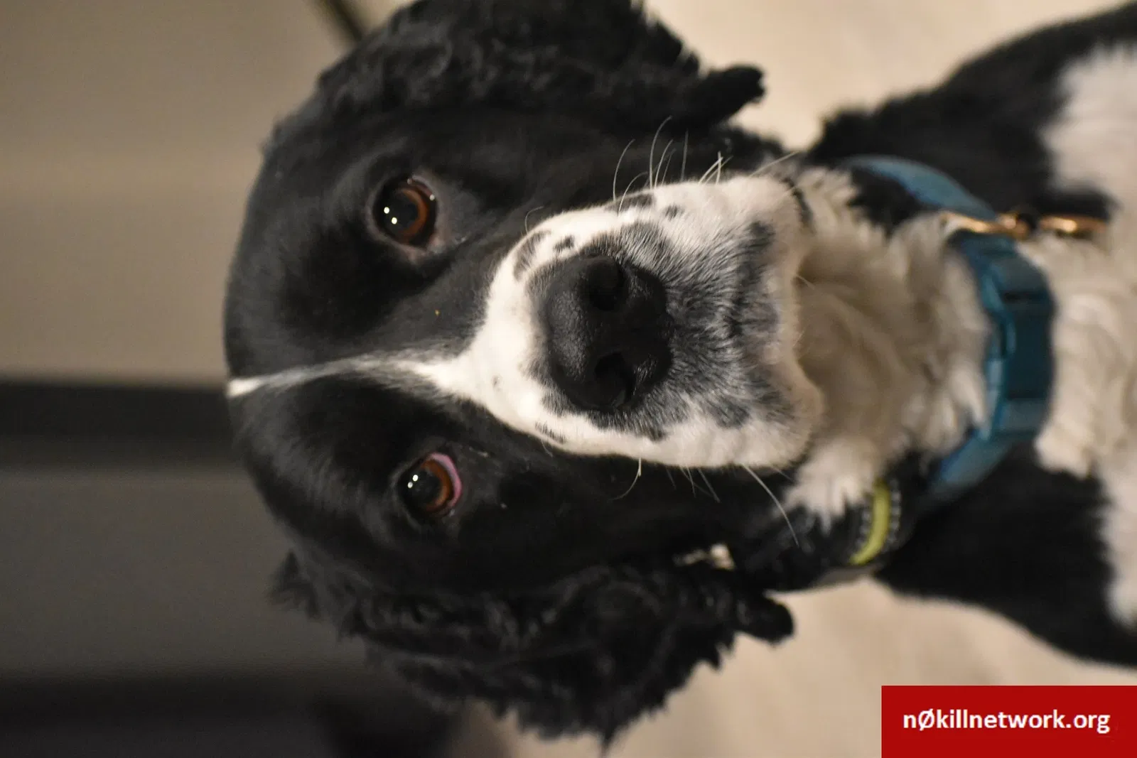 Lost dog in Clare, MI, 48617