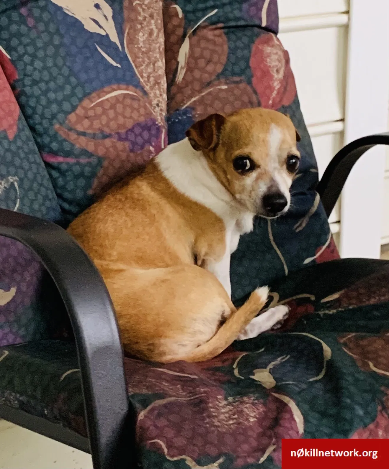 Lost dog in Oxford, AL, 36203