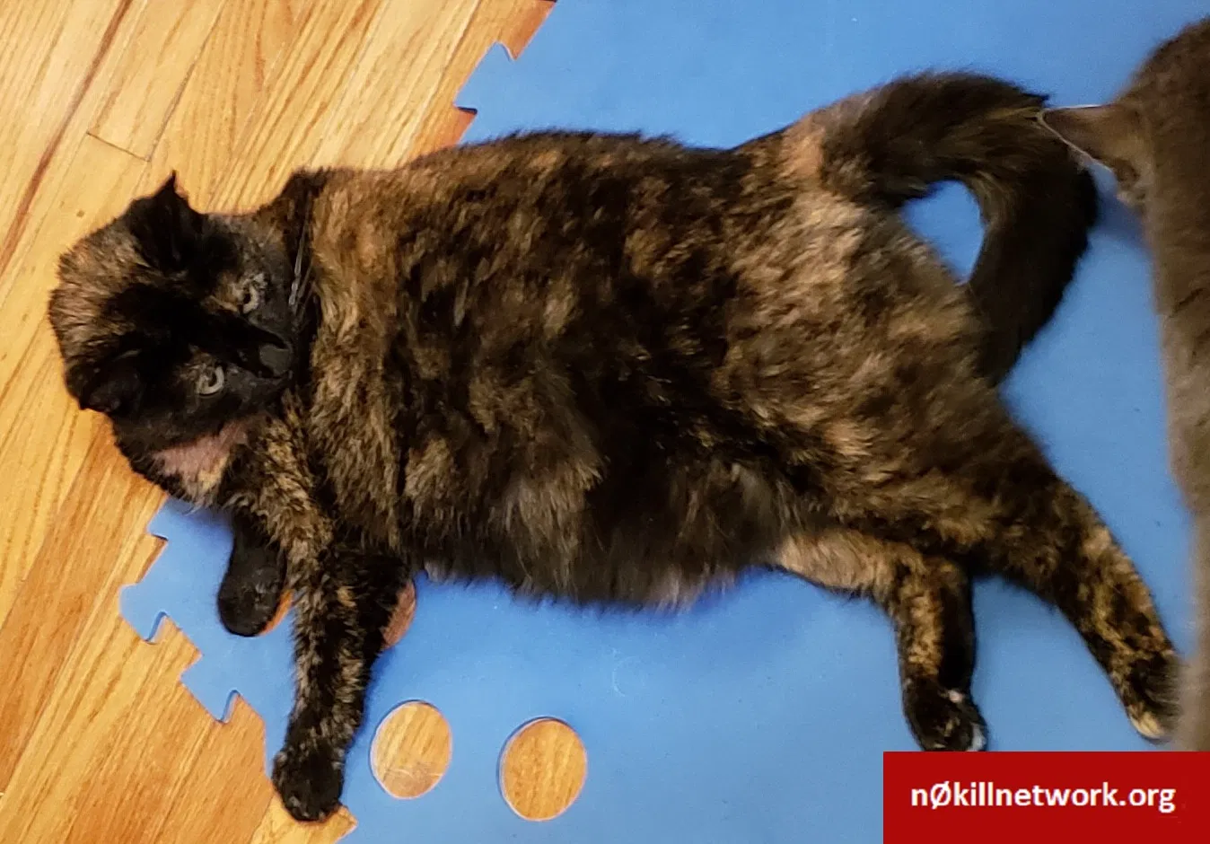 Lost cat in Endicott, NY, 13760