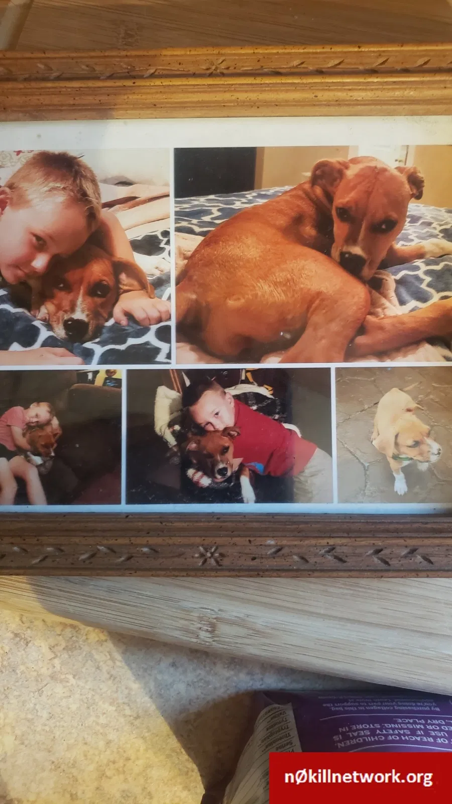 Lost dog in Dorothy, WV, 25060