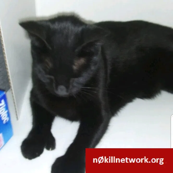 Lost cat in Fort Worth, TX, 76118