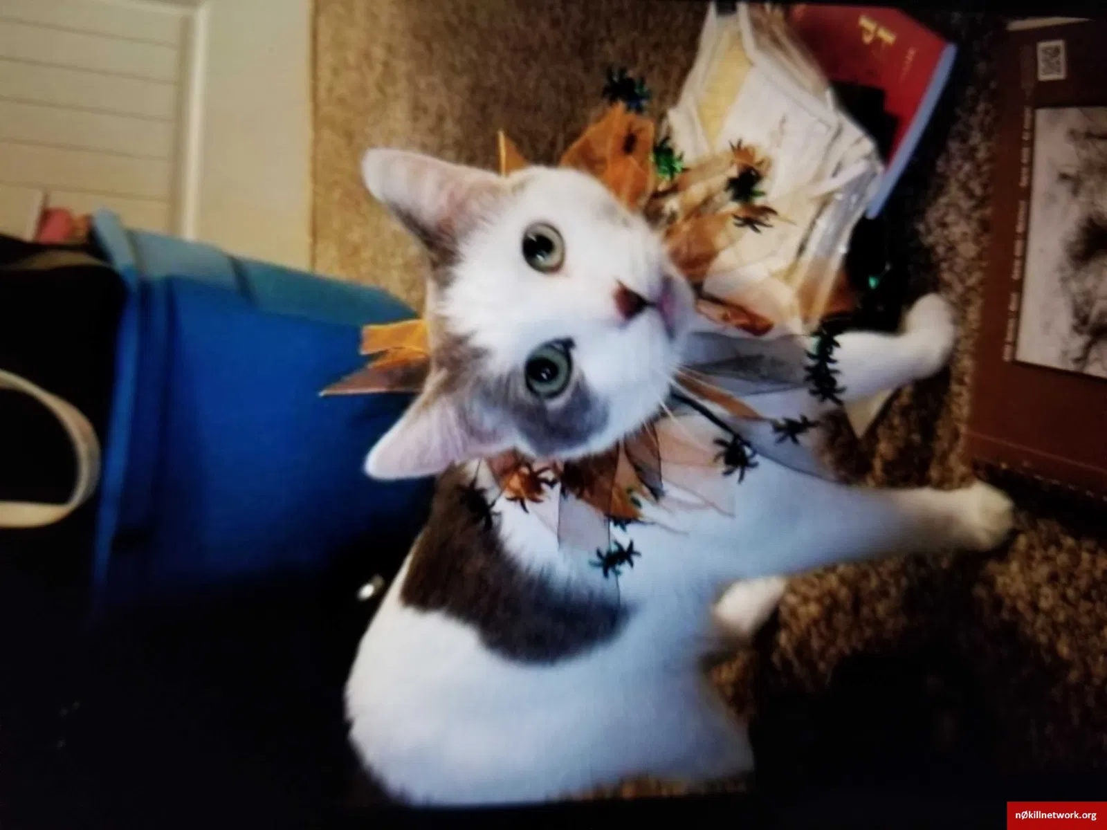 Lost cat in Monmouth, OR, 97361