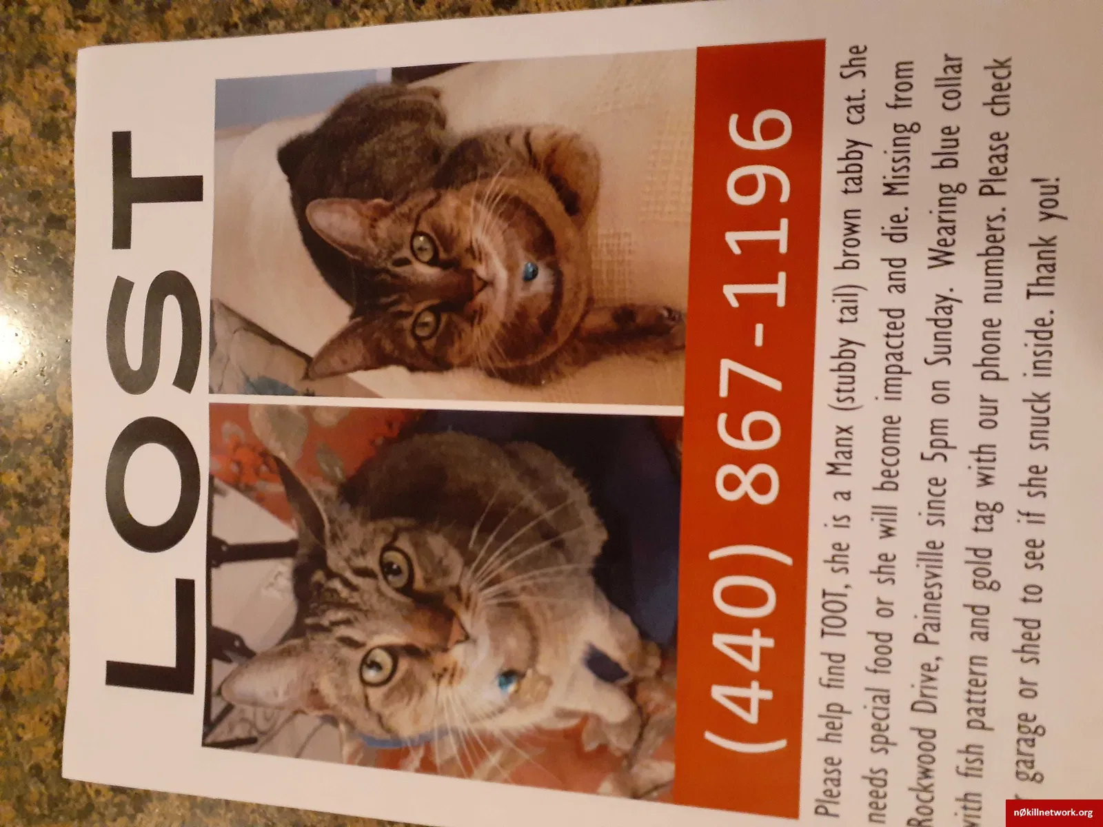 Lost cat in Painesville, OH, 44077