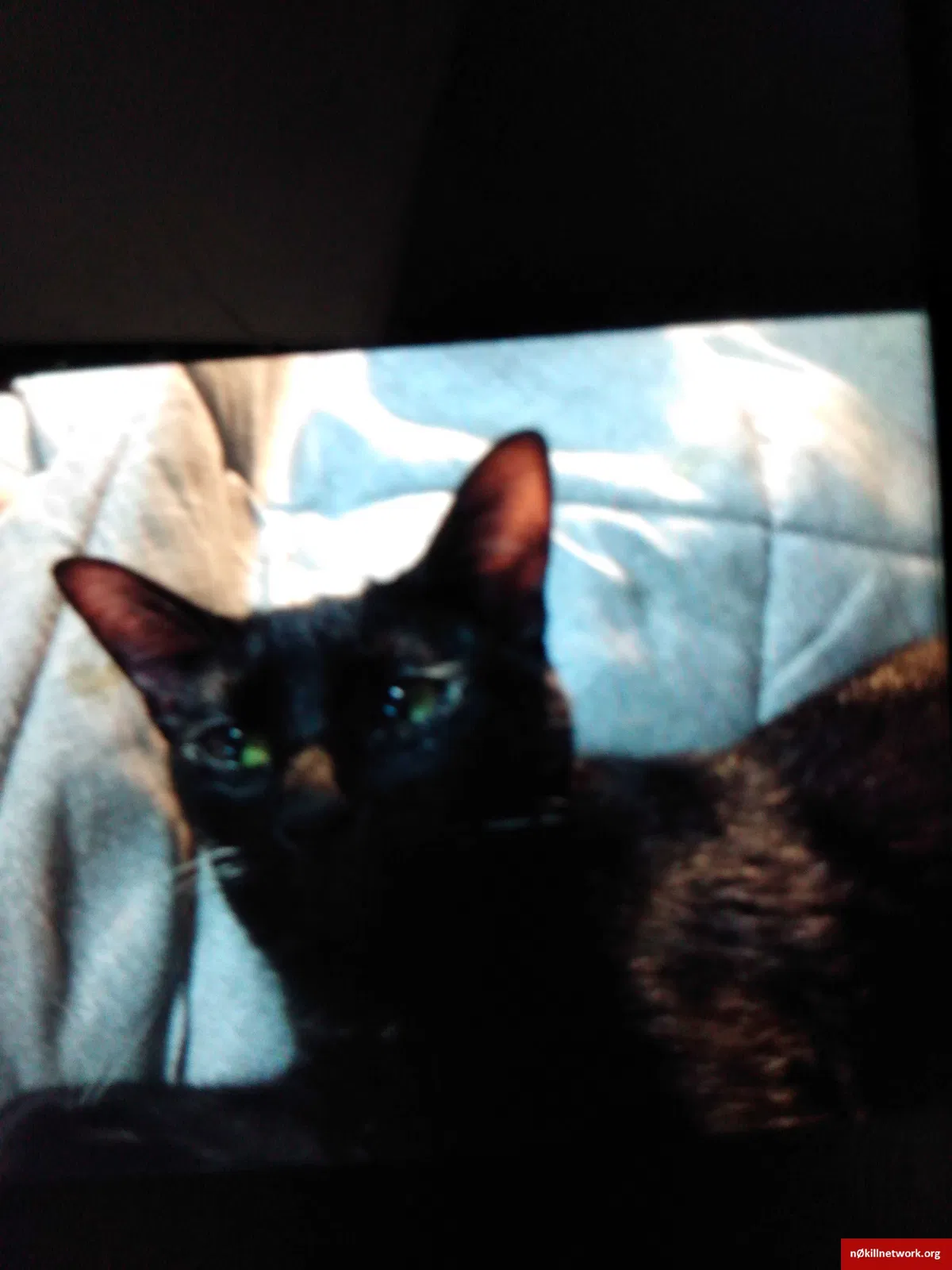 Lost cat in Marrero, LA, 70072